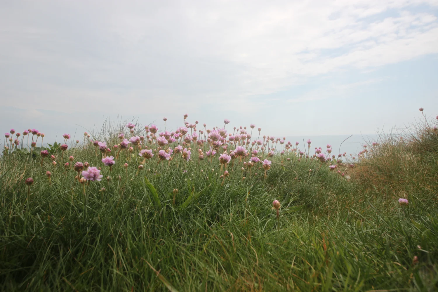 sea thrift