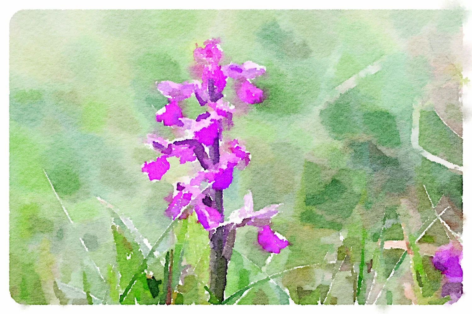 green winged orchid