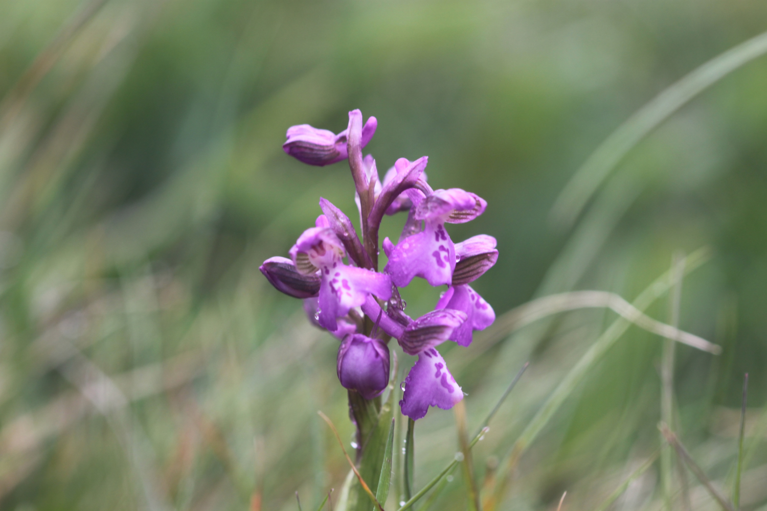 green winged orchid 1.jpg