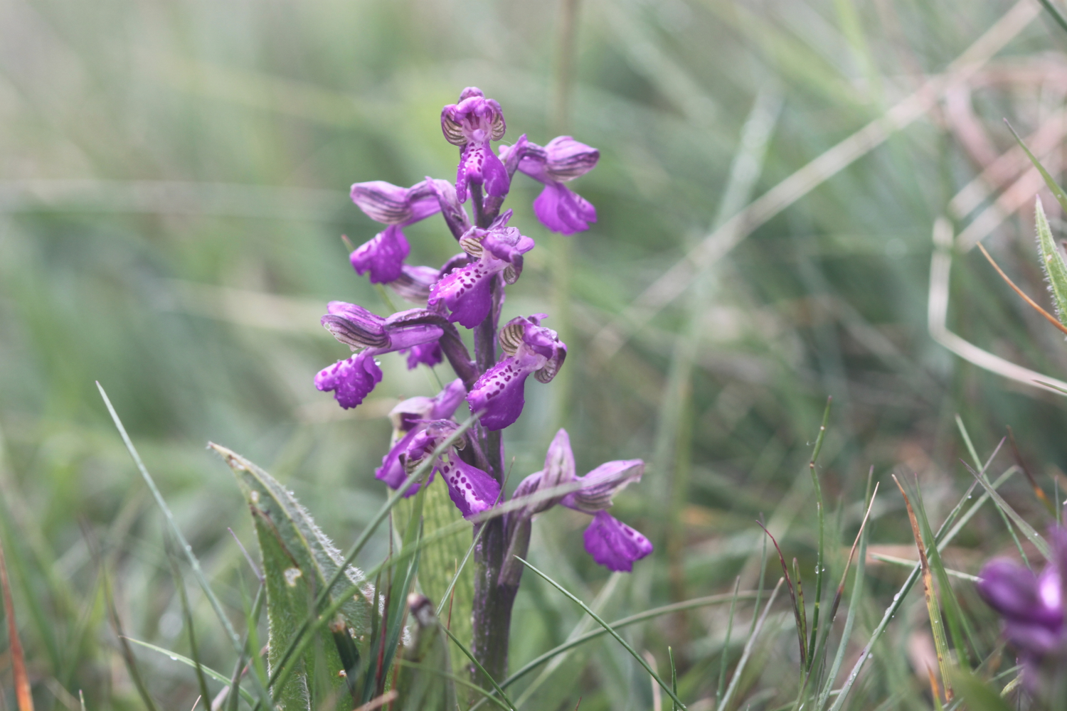 green winged orchid 2.jpg