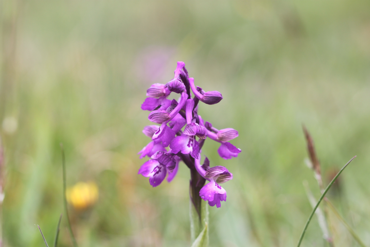 green winged orchid 4.jpg