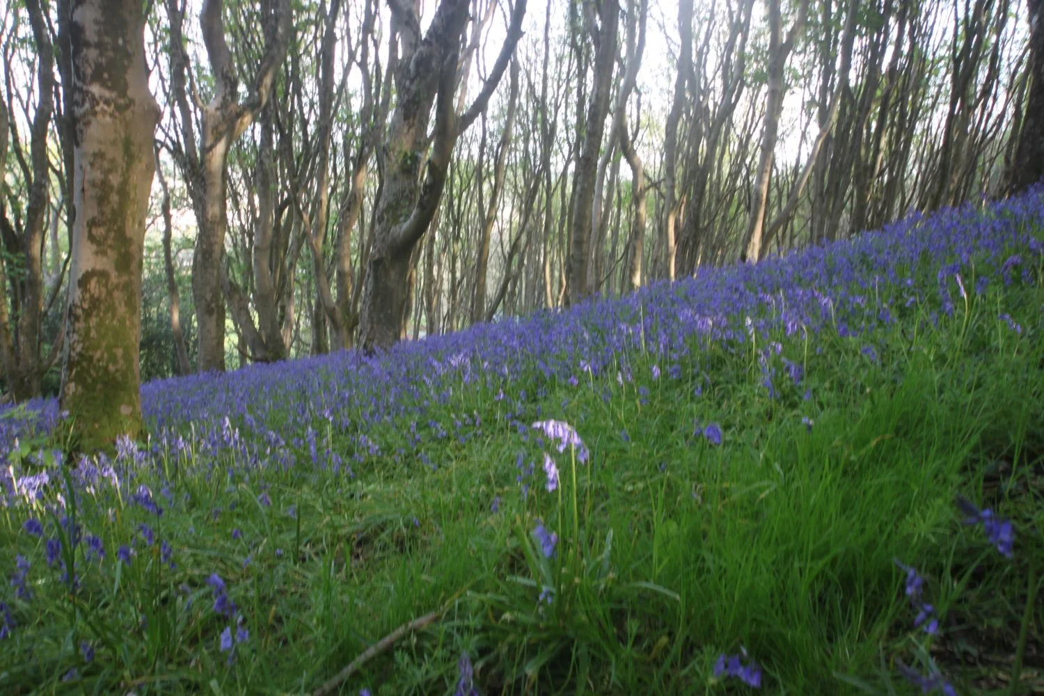 bluebells