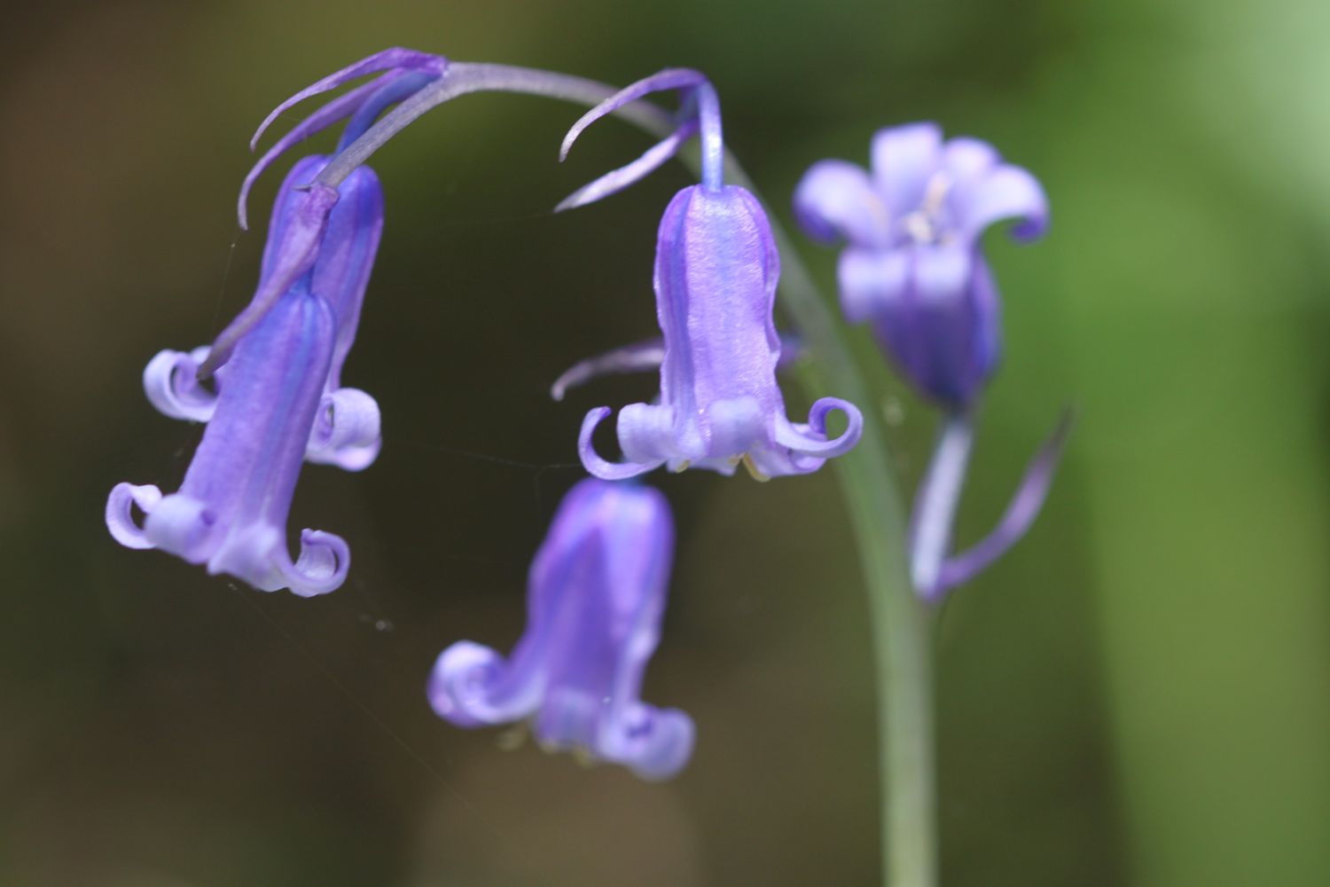 wild flowers 1.jpg