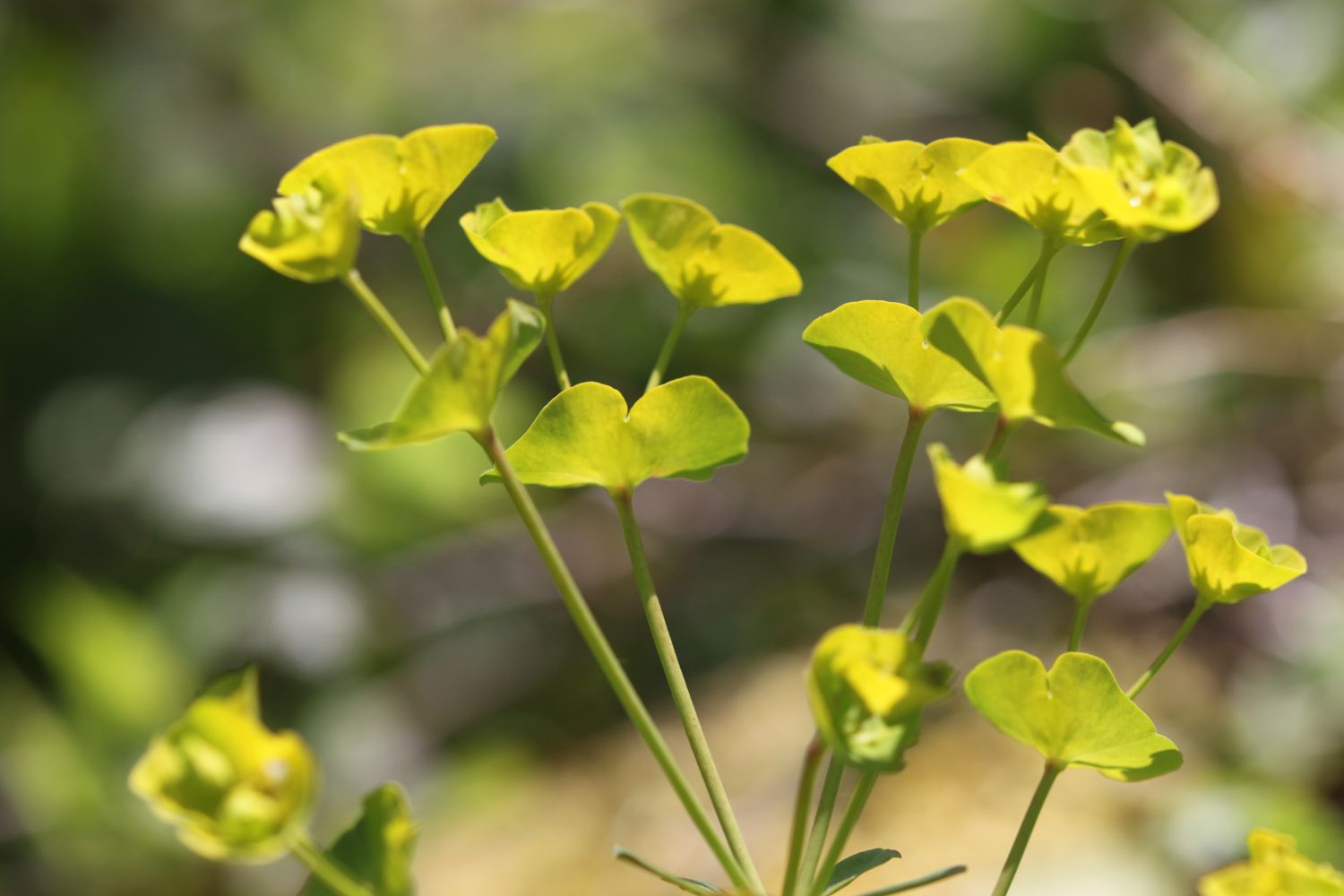 wild flowers 5.jpg