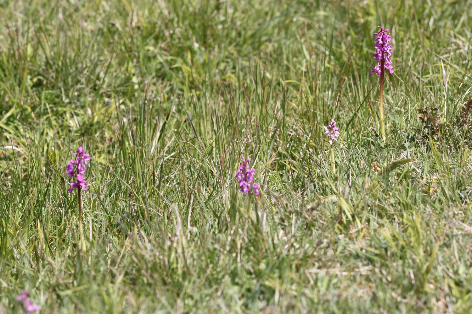 early purple orchids 3.jpg