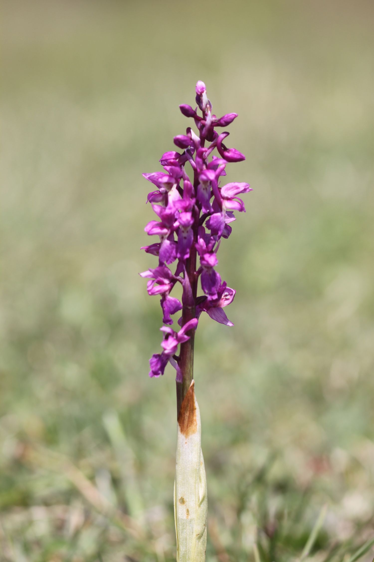 early purple orchids 4.jpg