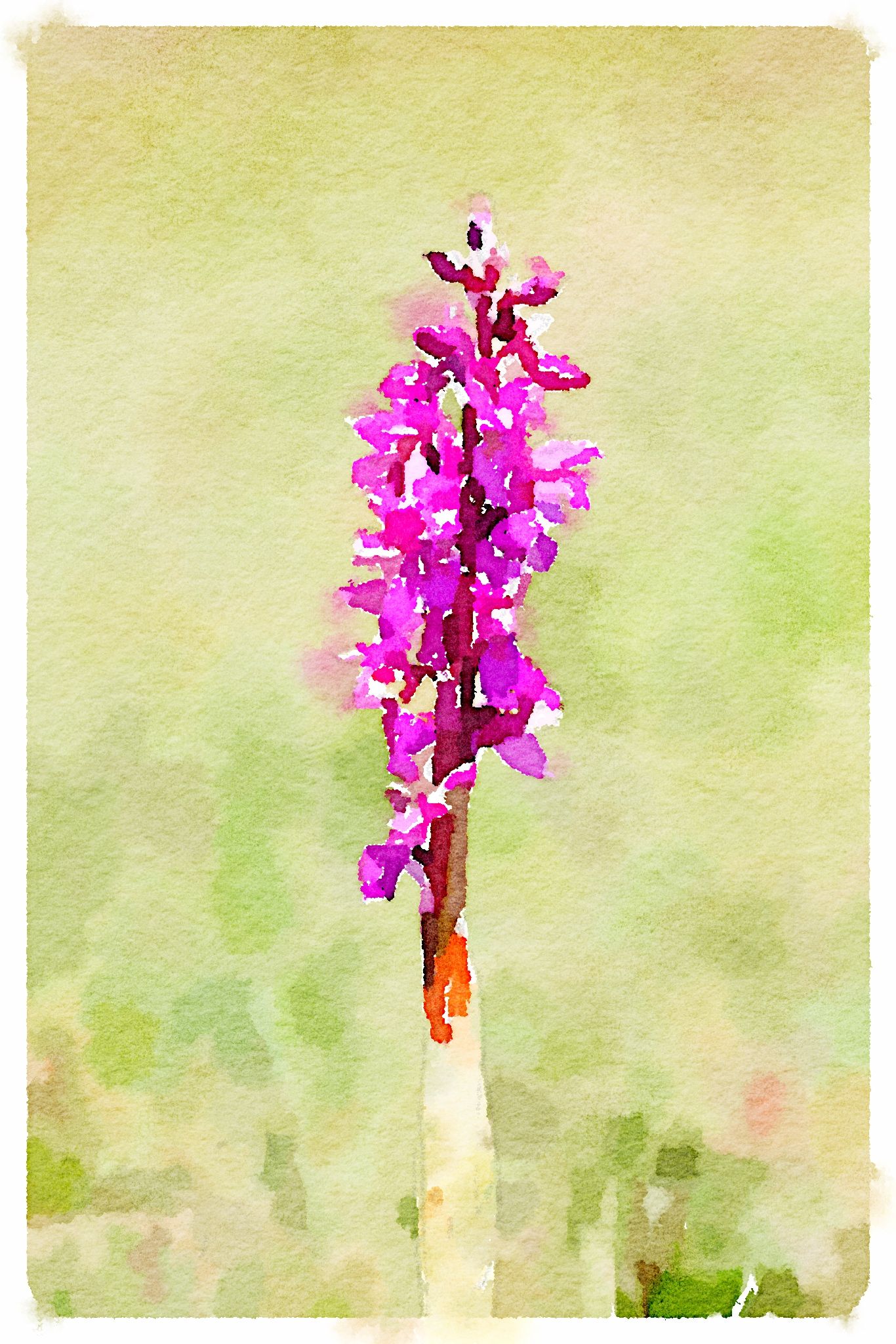 early purple orchid
