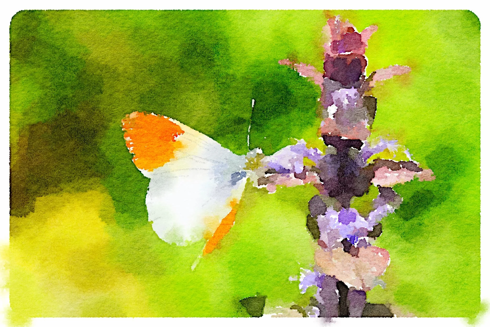 orange tip butterfly