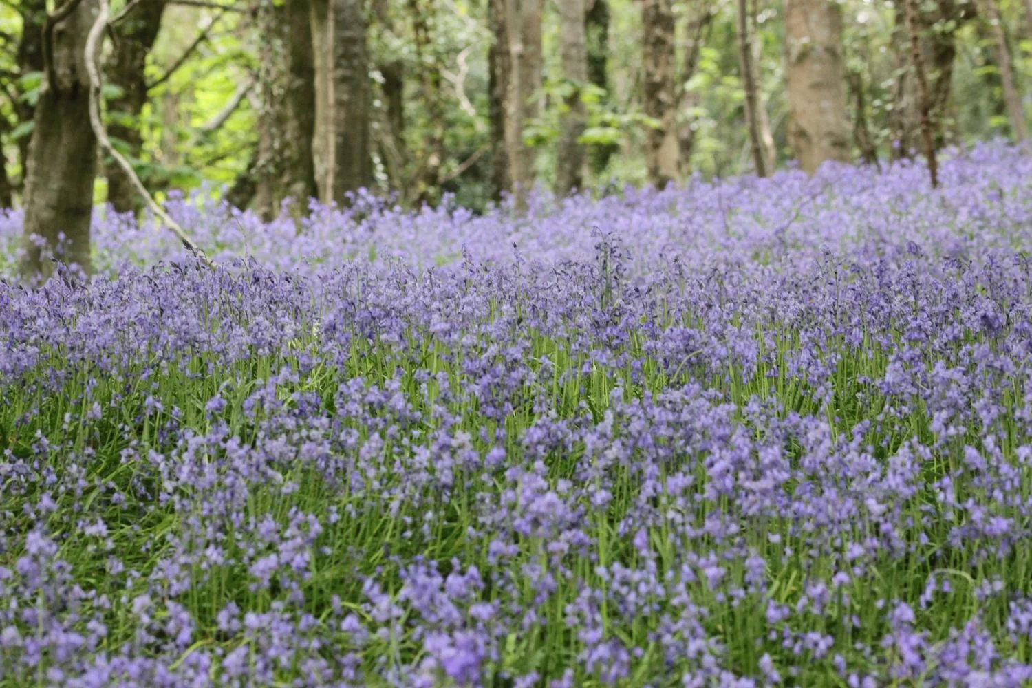 bluebells
