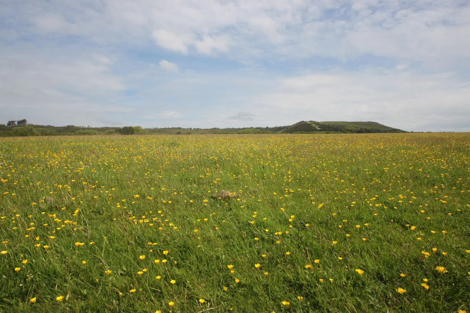 buttercups as far as the eye can see