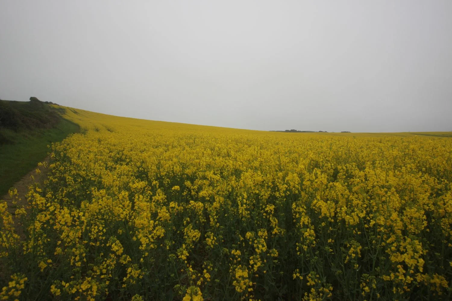 rape above rodden hive
