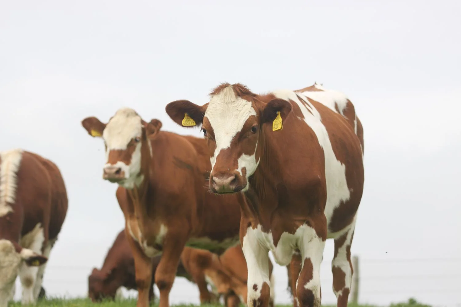 cows