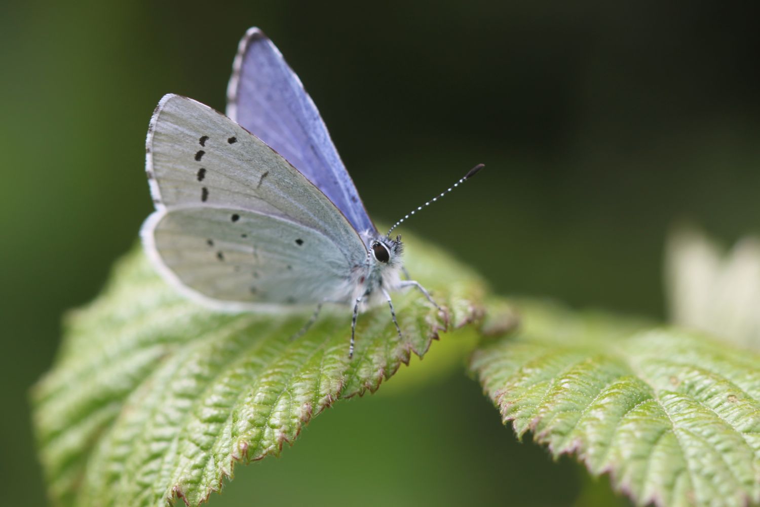 holly blue butterfly?