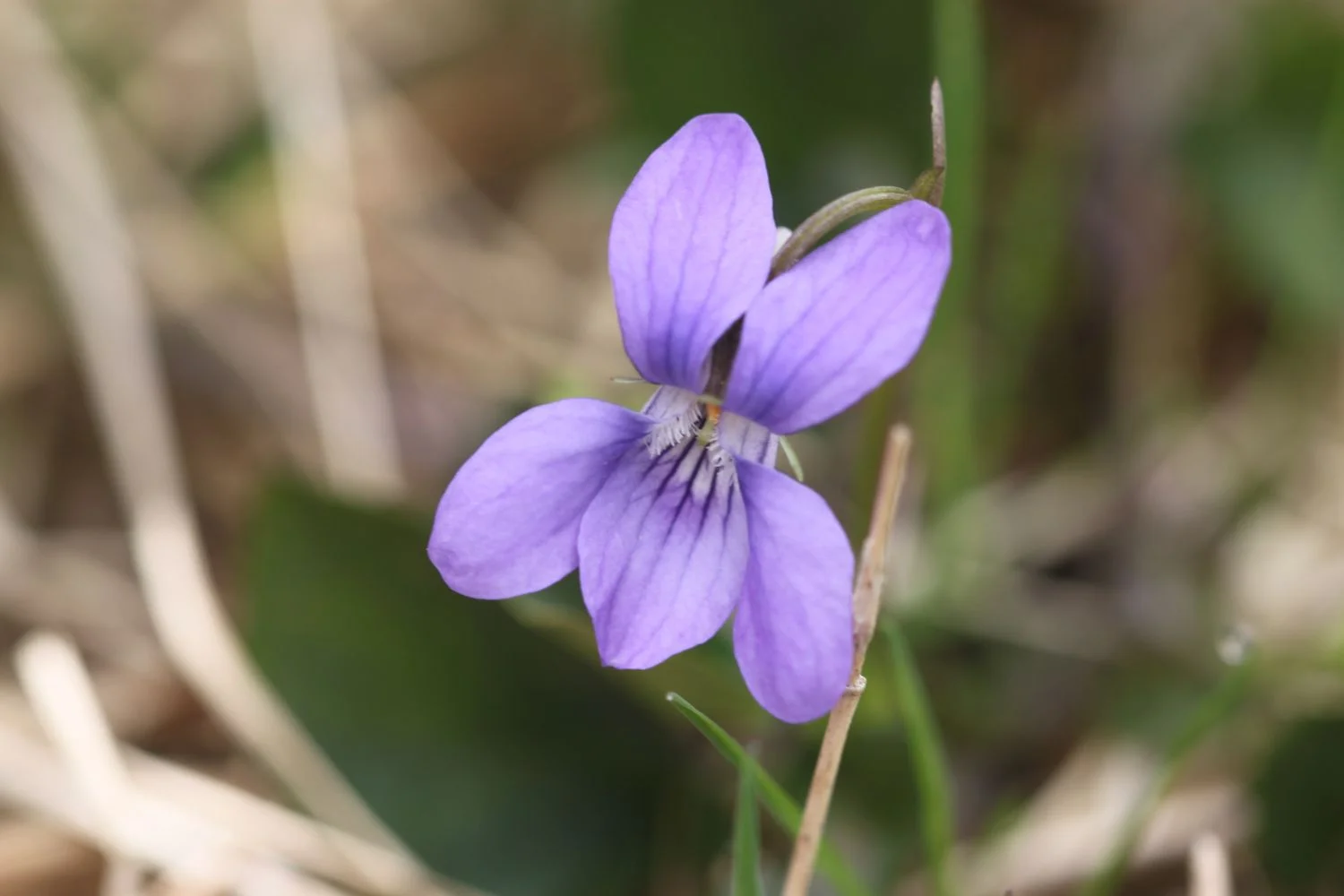 dog-violet