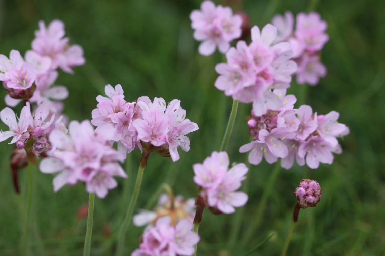 sea thrift
