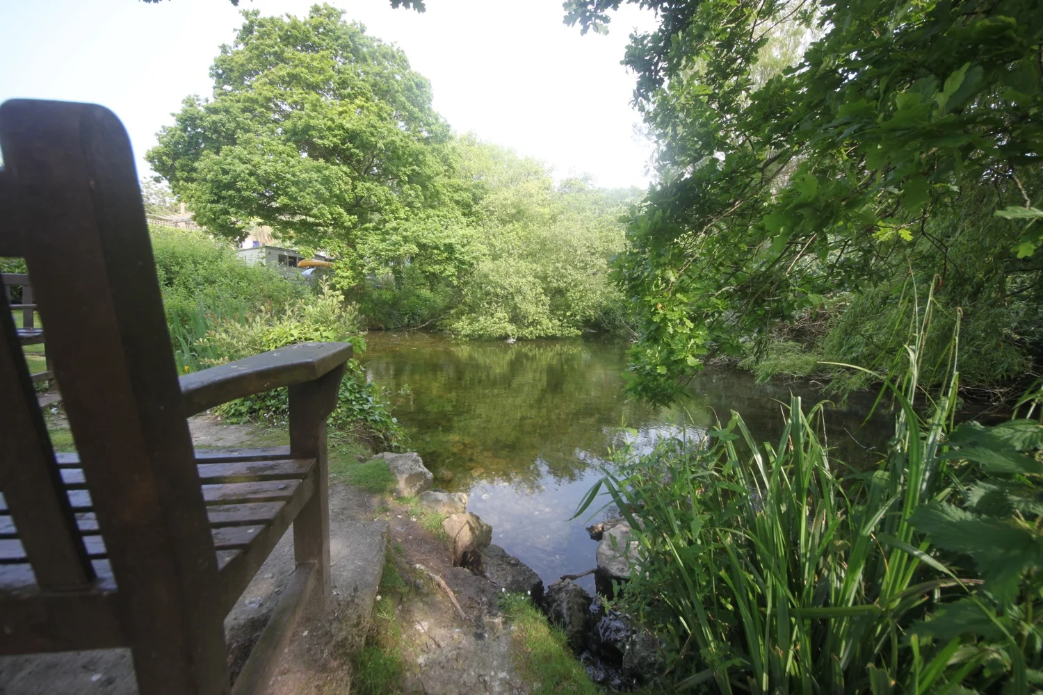 duck pond