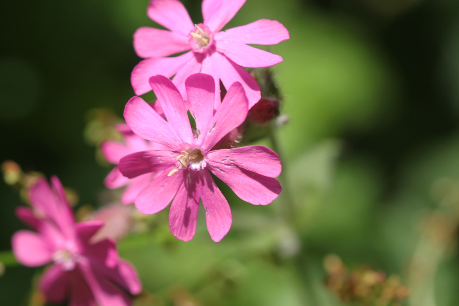 wild flowers 1.jpg