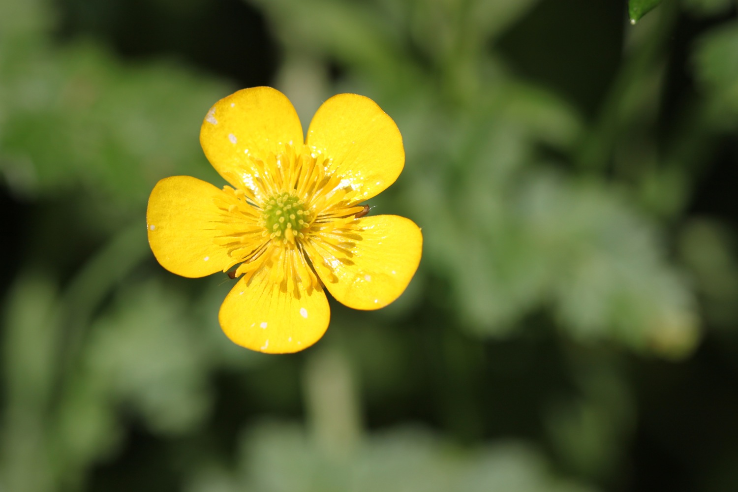 wild flowers 3.jpg