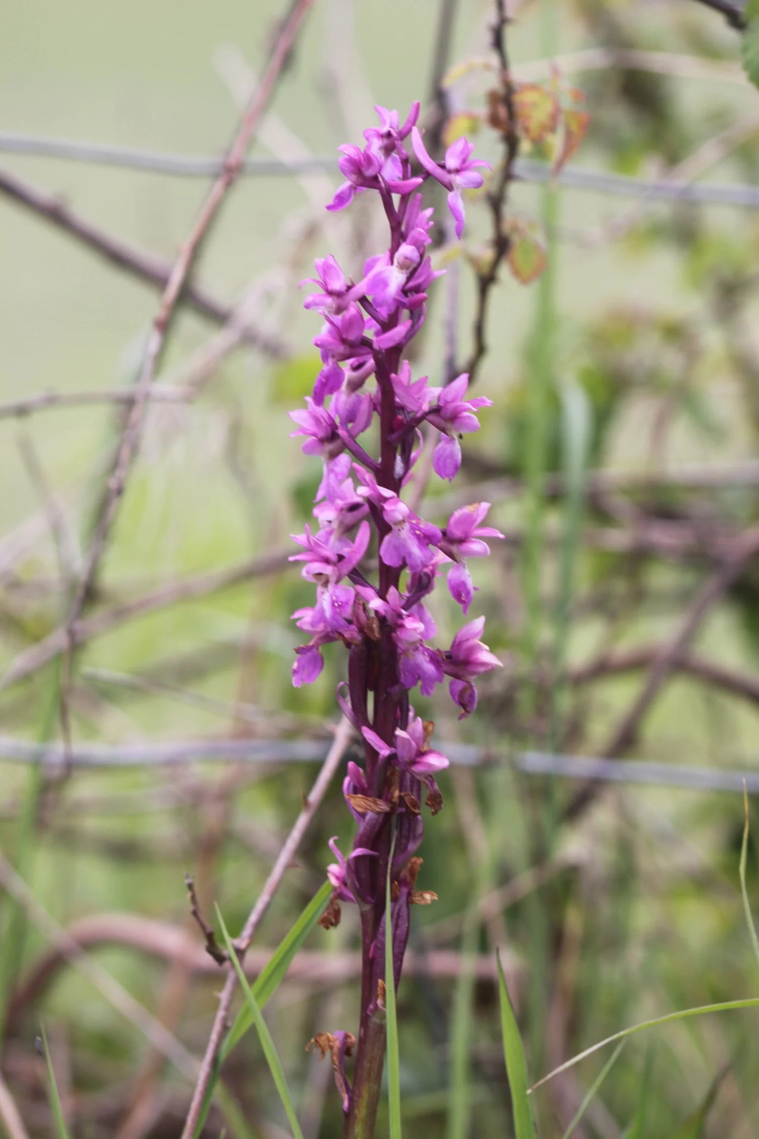 early purple orchid