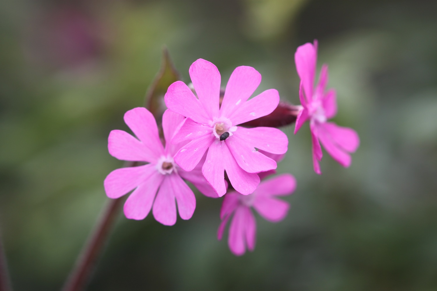 wild flowers 1.jpg