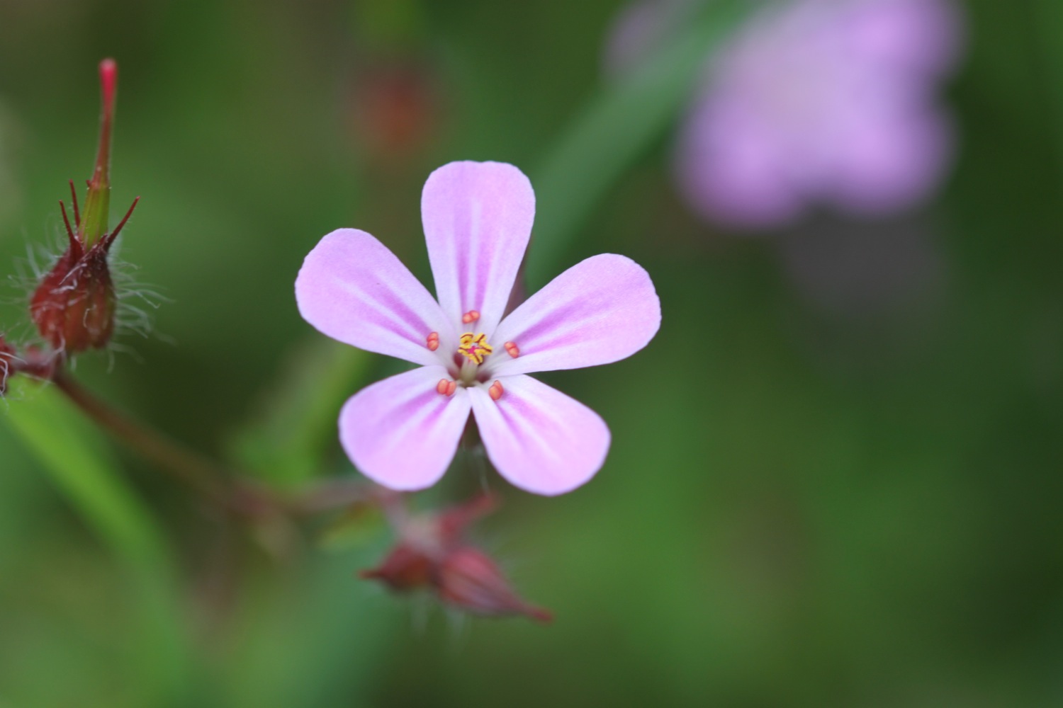 wild flowers 8.jpg