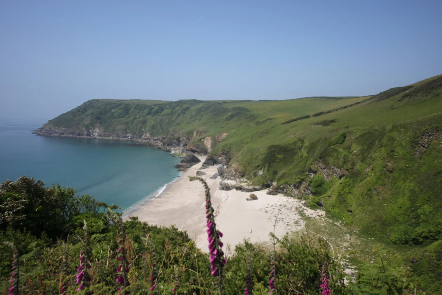 foxgloves over lantic bay