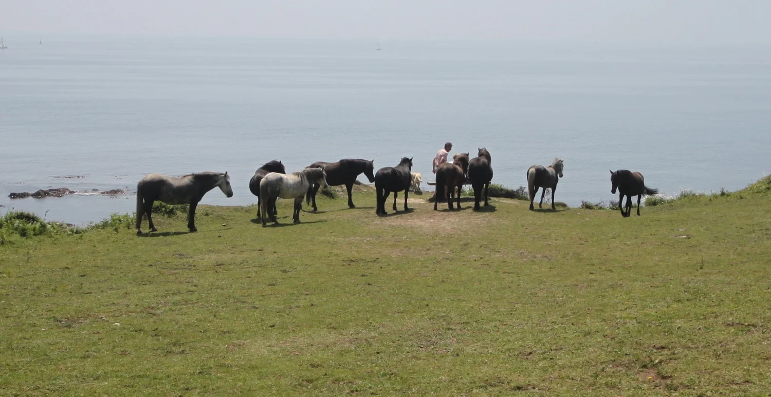 ponies