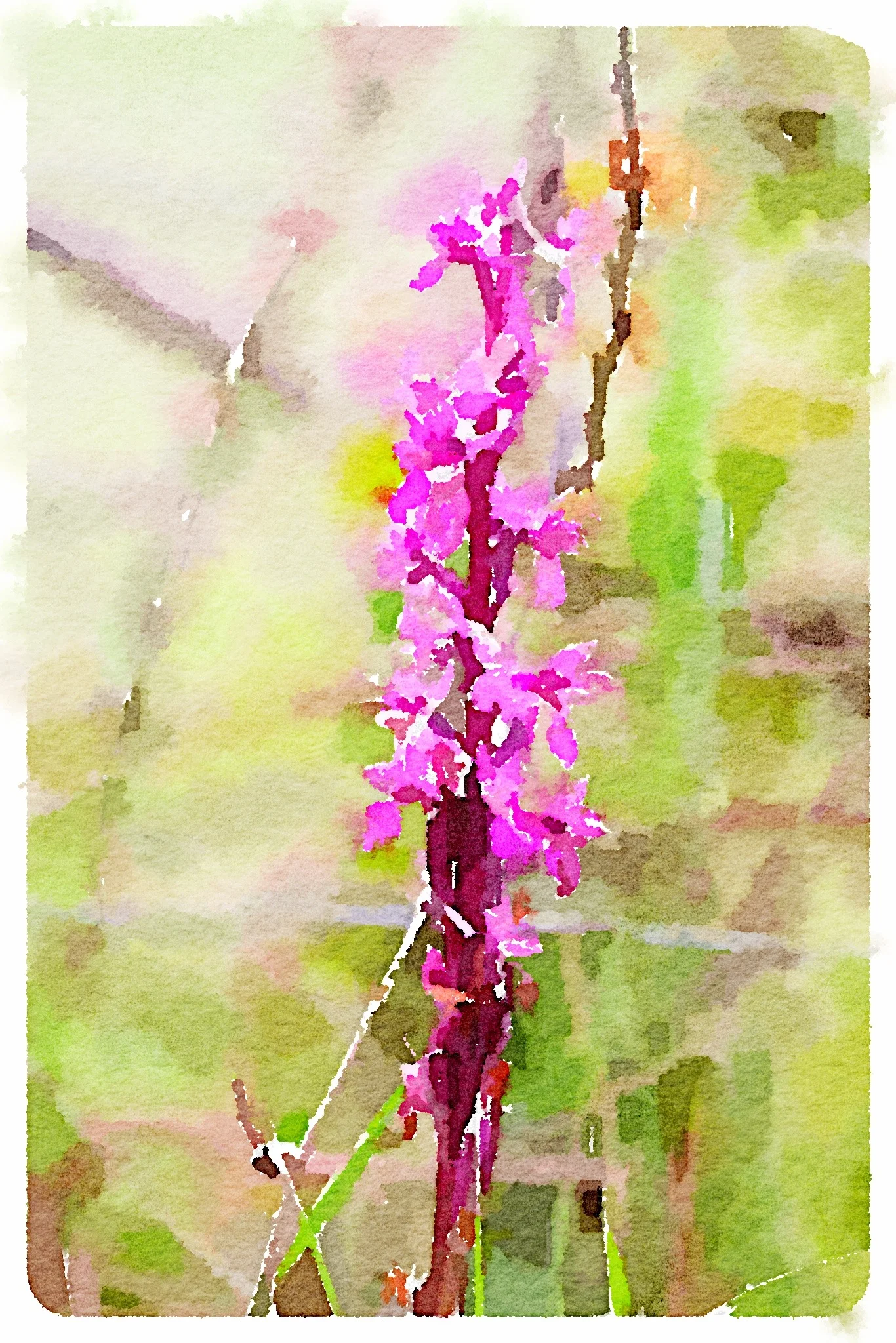 early purple orchid