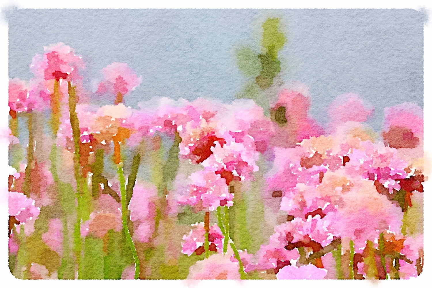 sea thrift on gribbin head