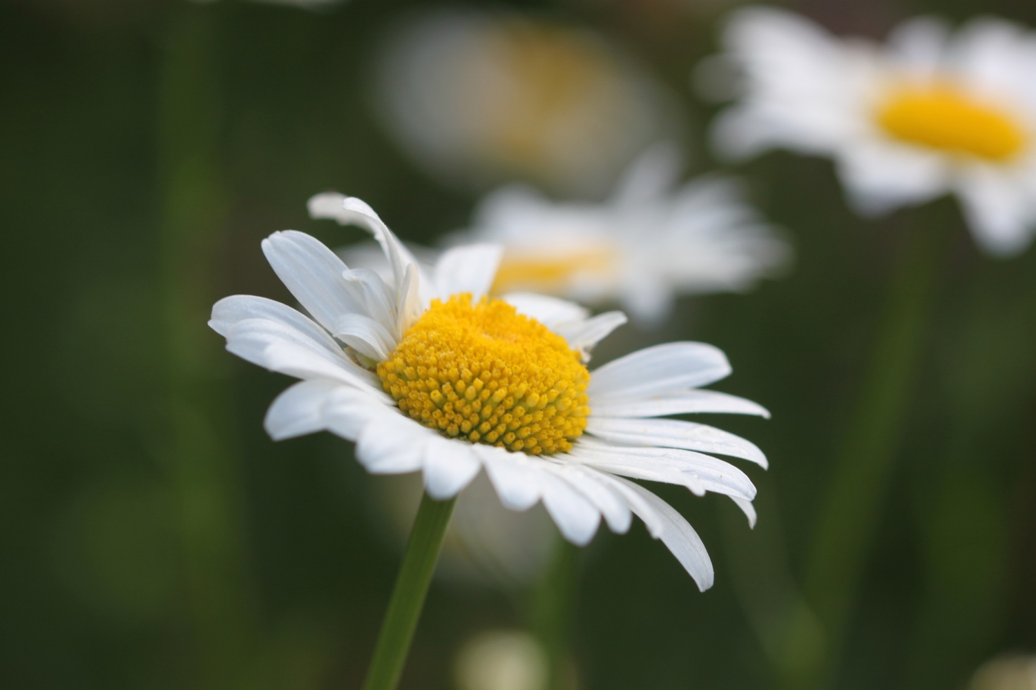 wild flowers 3.jpg