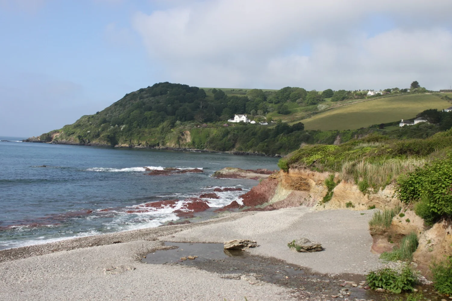 japanese knotweed on cliffs