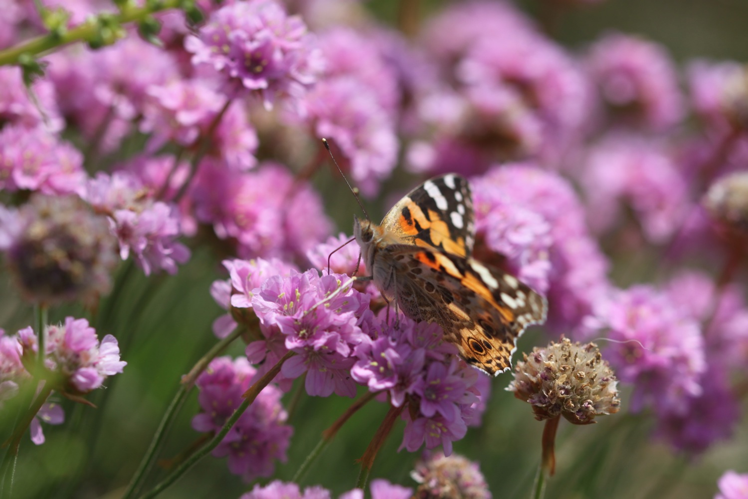 painted lady 4.jpg