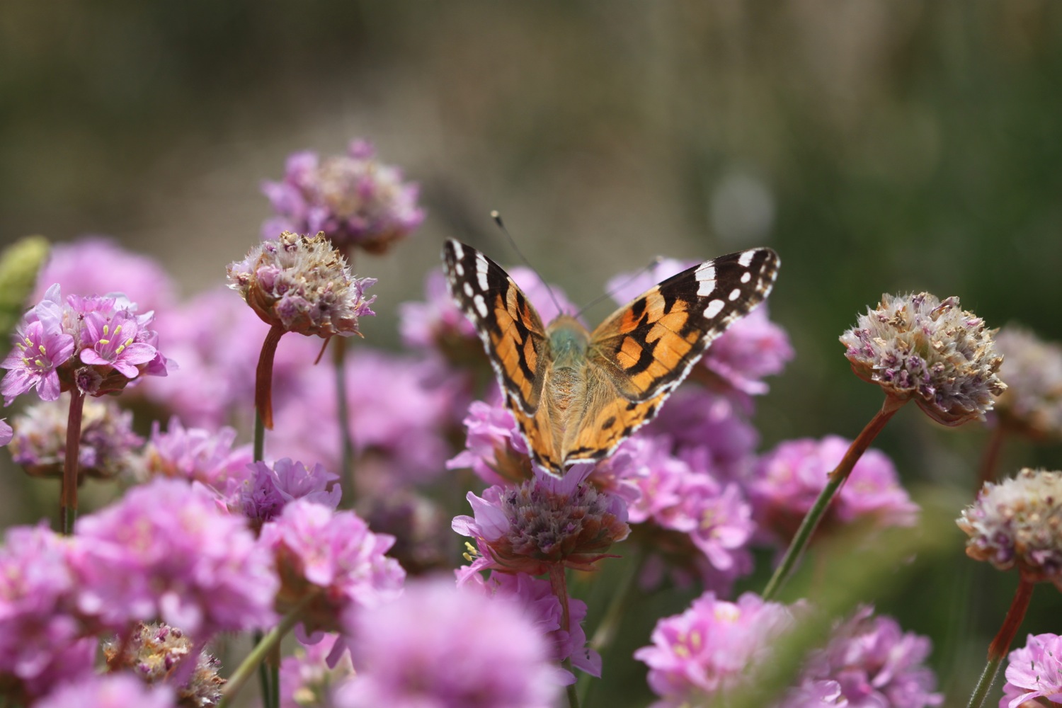 painted lady 8.jpg