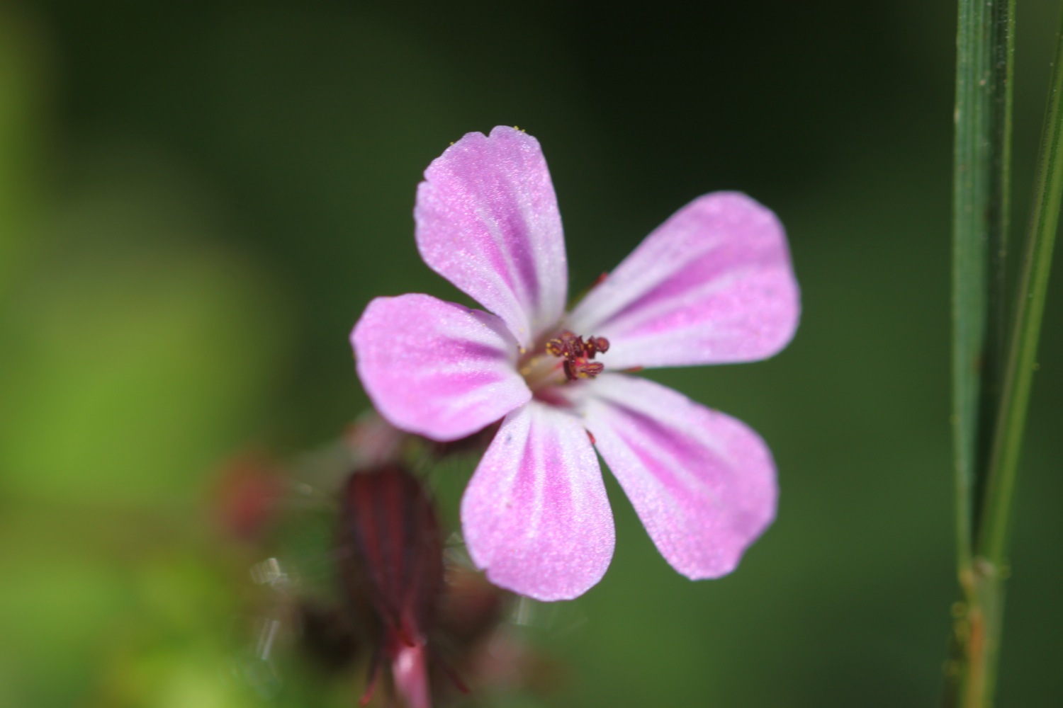 wild flowers 12.jpg