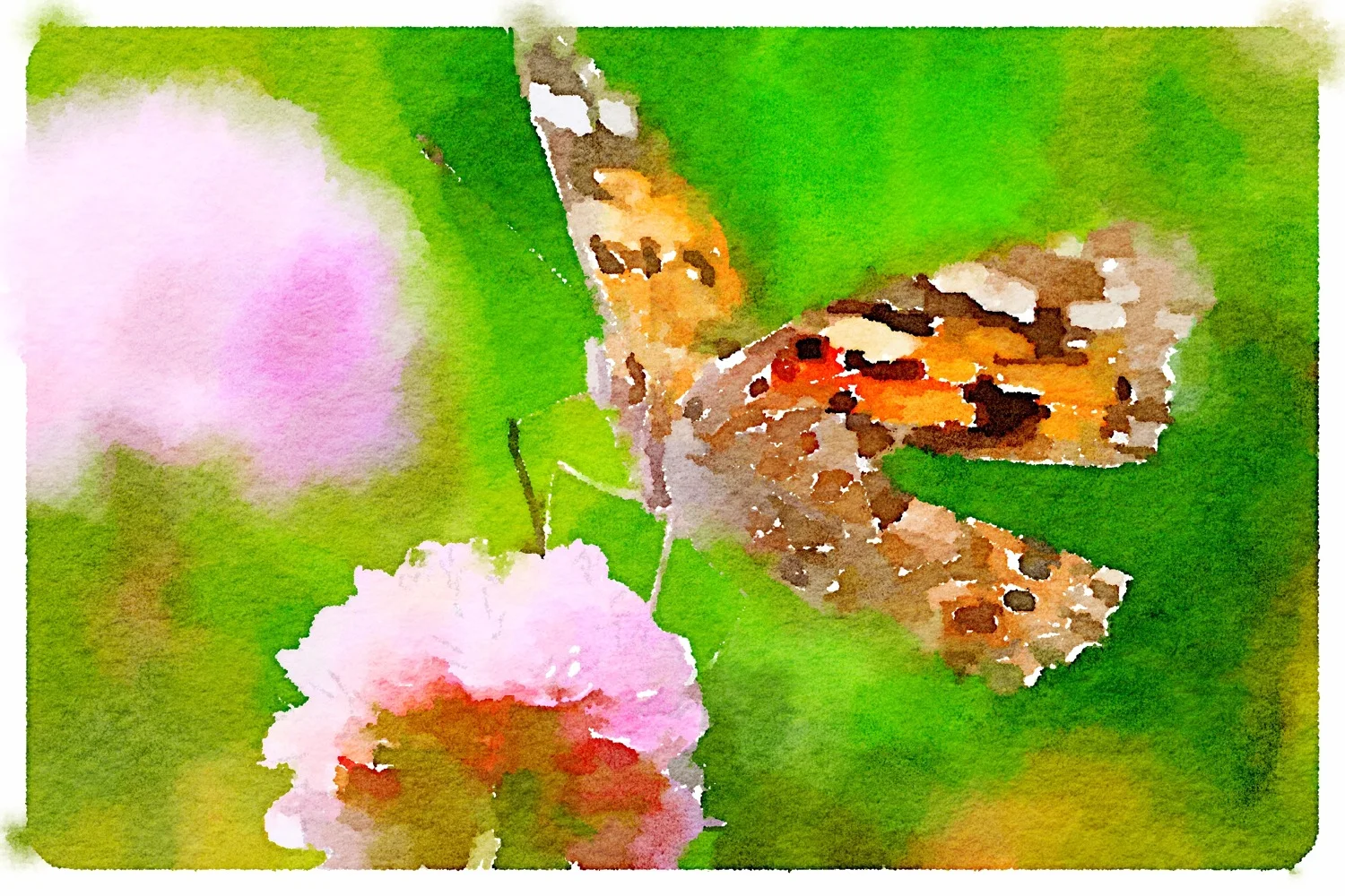 painted lady