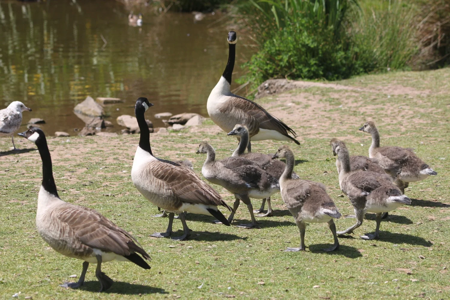 family of canada geese