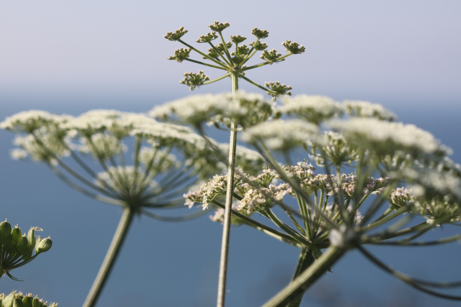 wild flowers 1.jpg