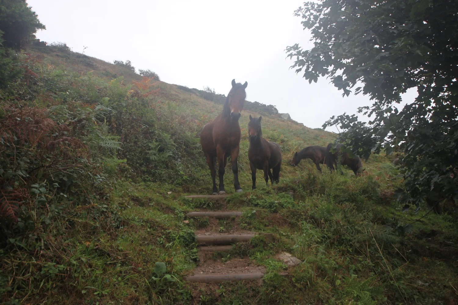 friendly ponies