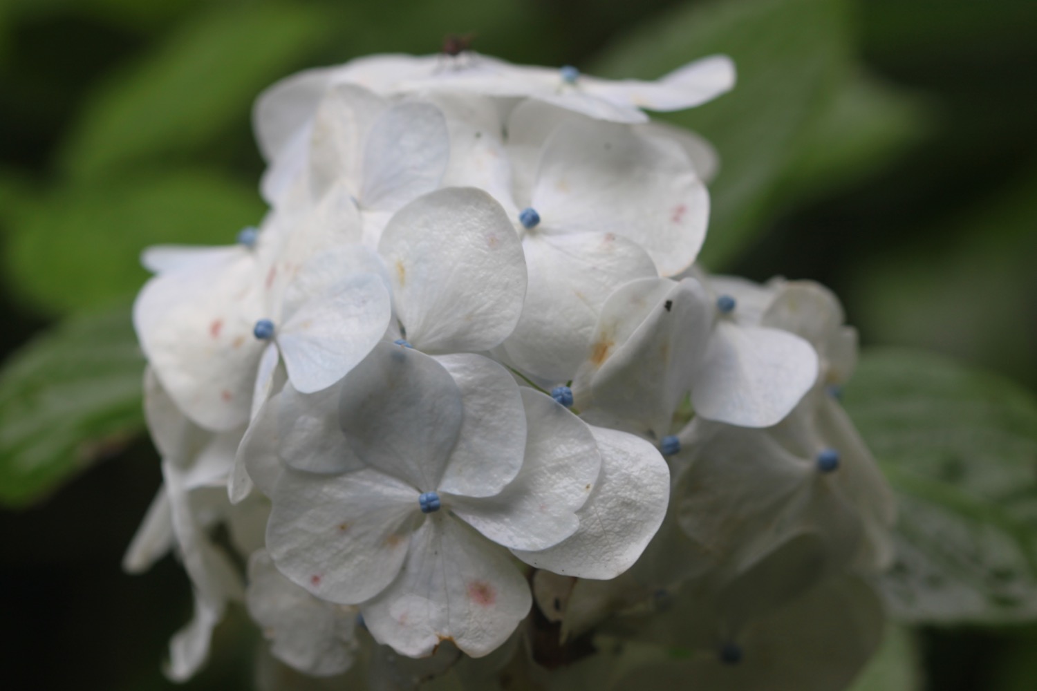 wildflowers 1.jpg