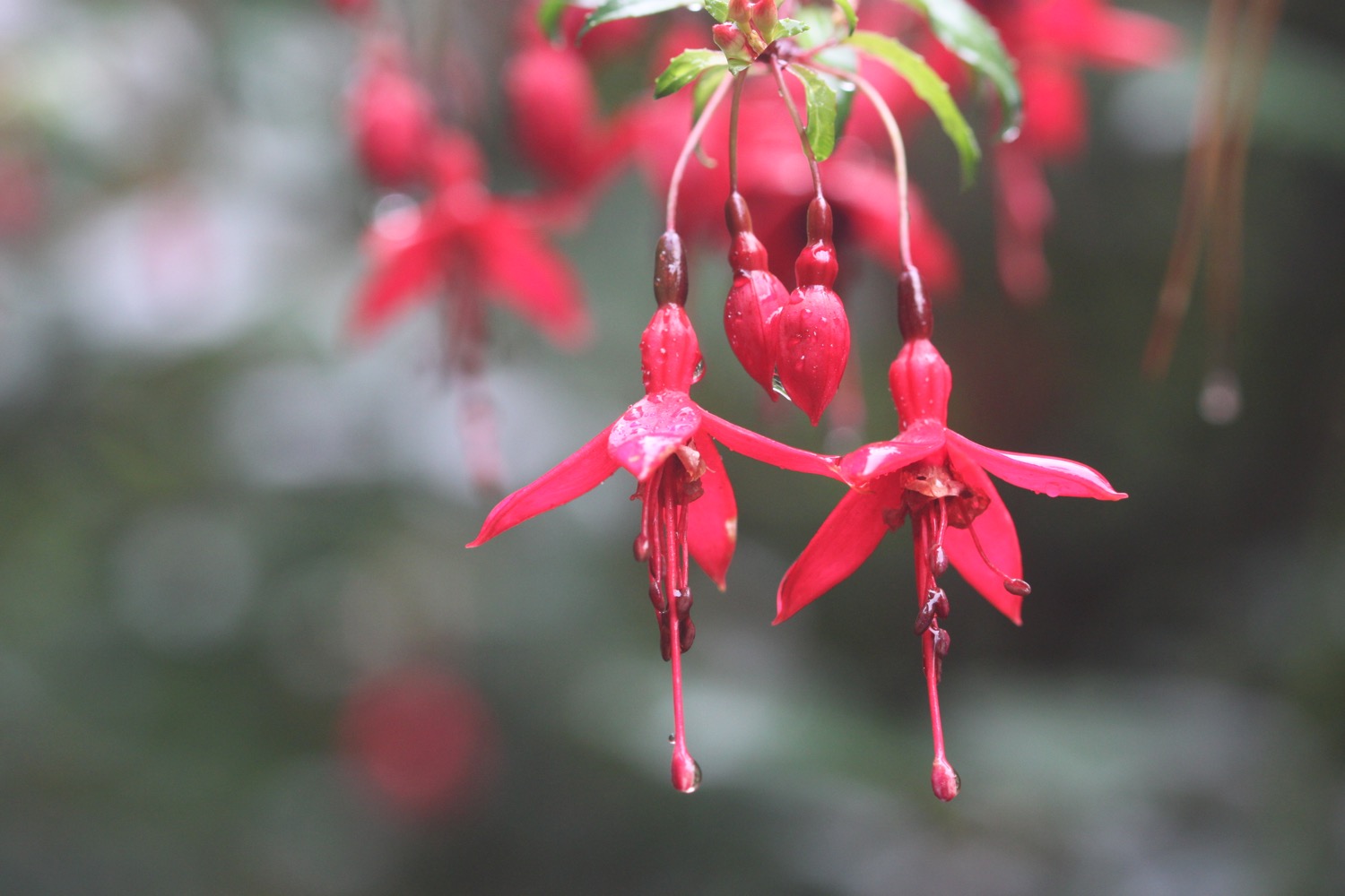 wildflowers 3.jpg