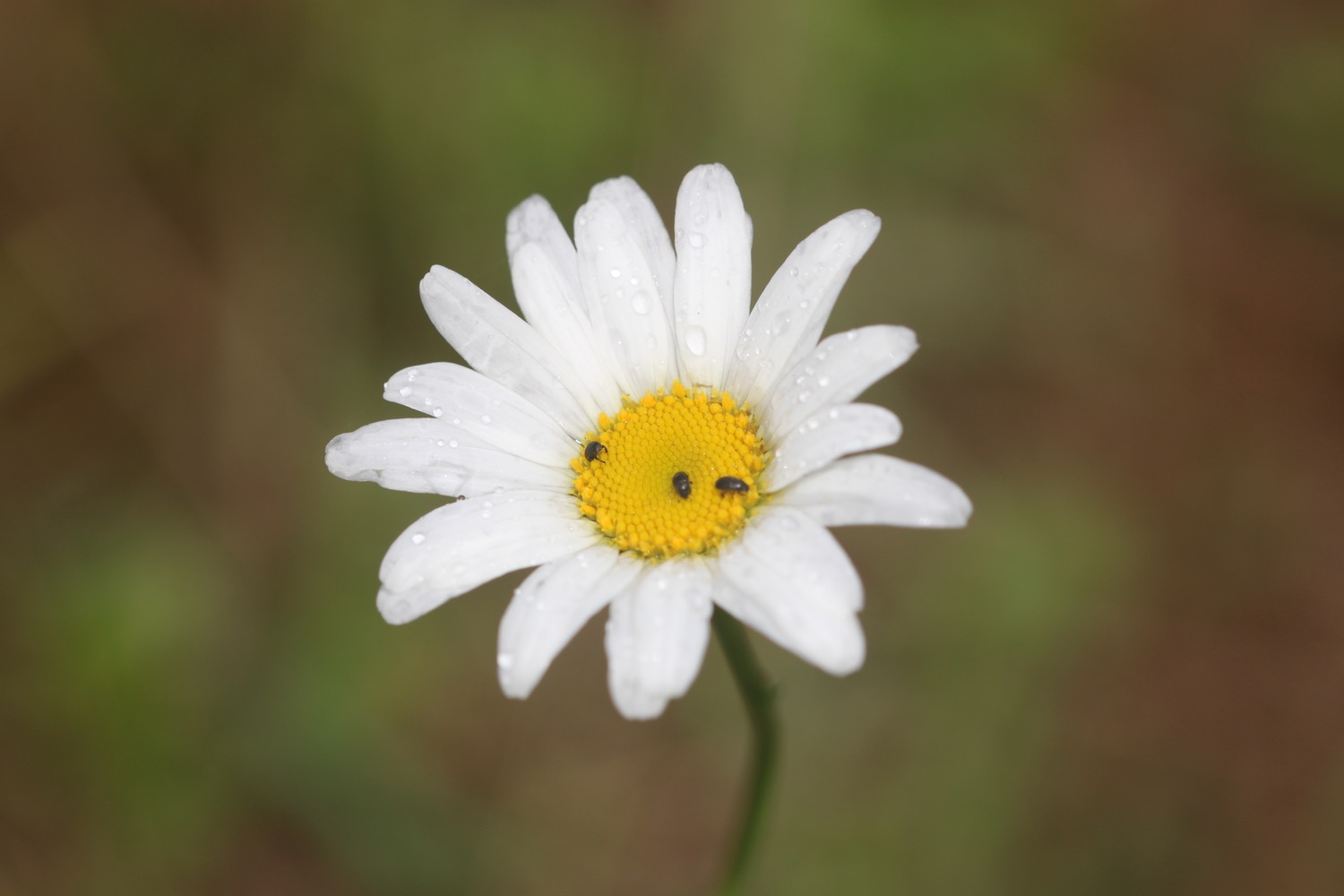 wildflowers 10.jpg