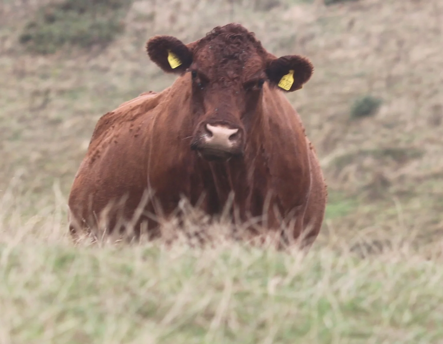 cow