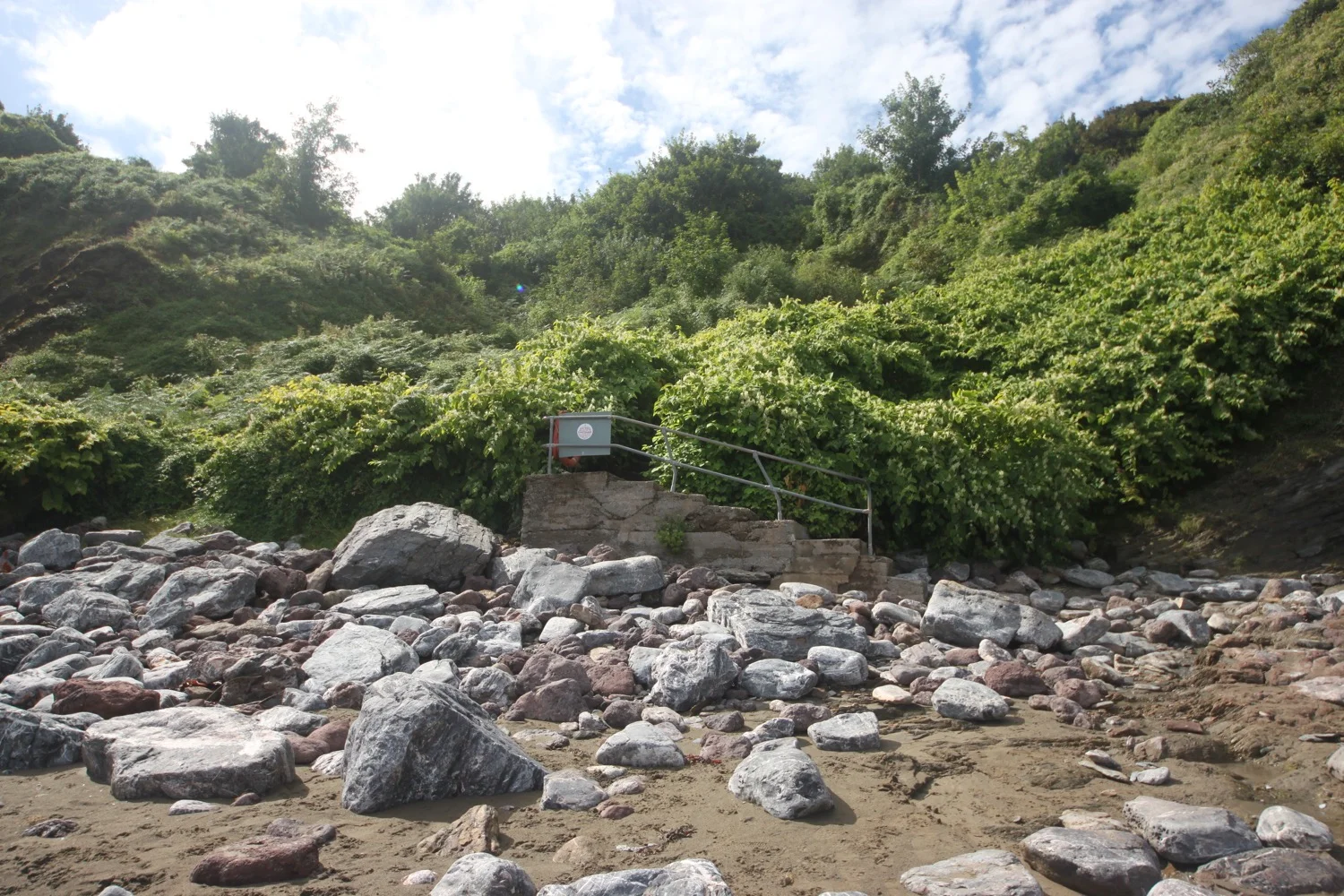 japanese knotweed infestation