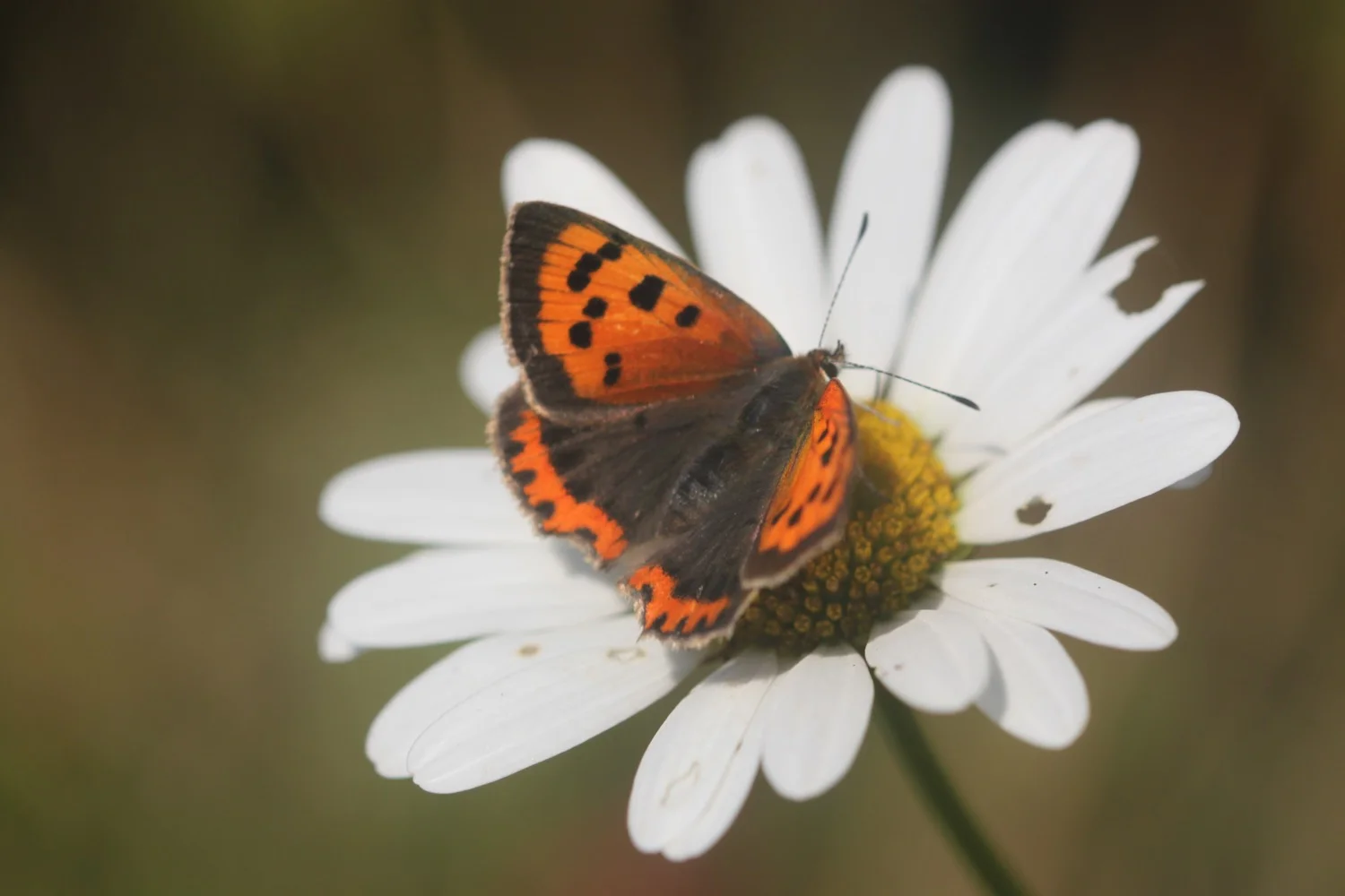 small copper butterfly