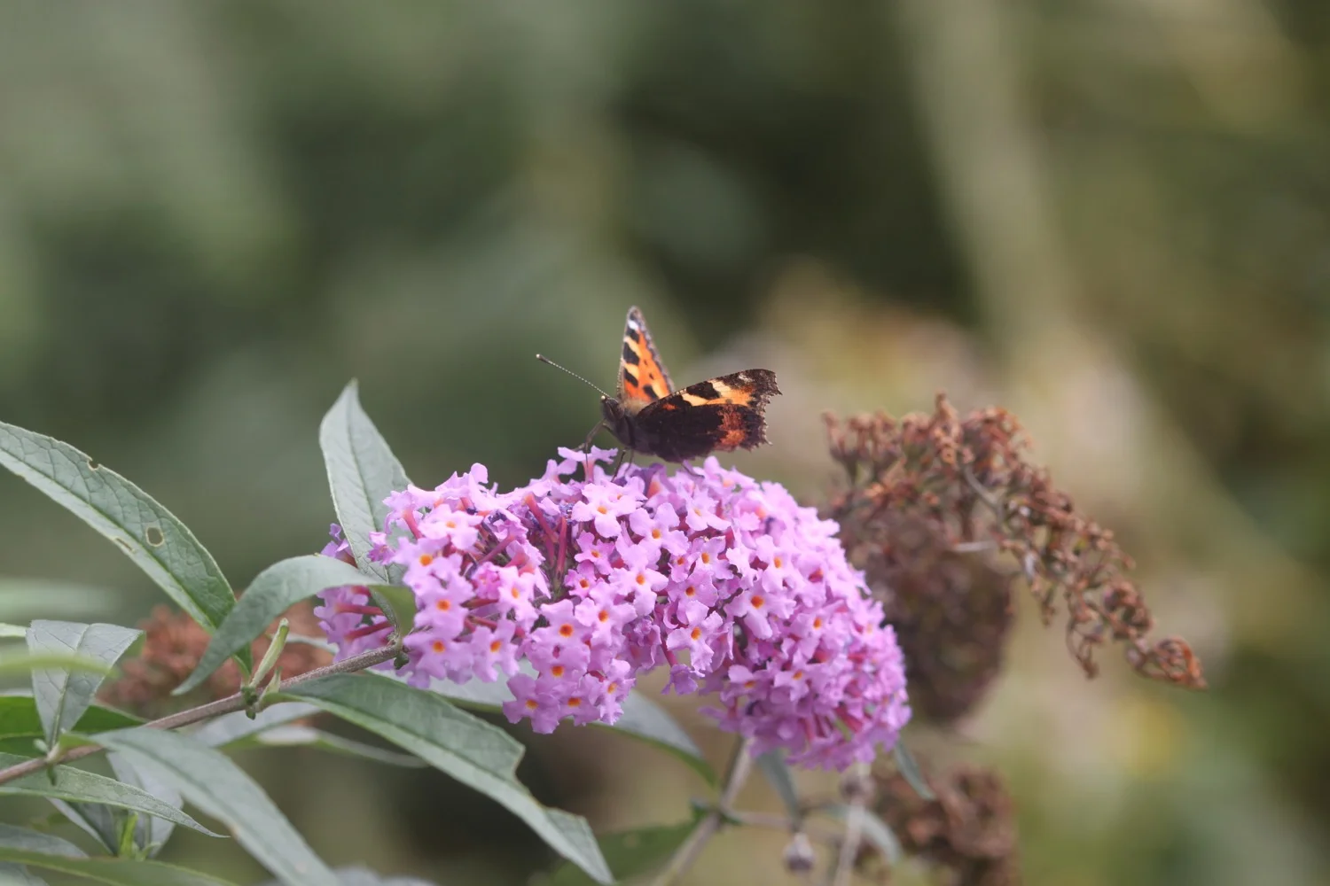 small tortoiseshell