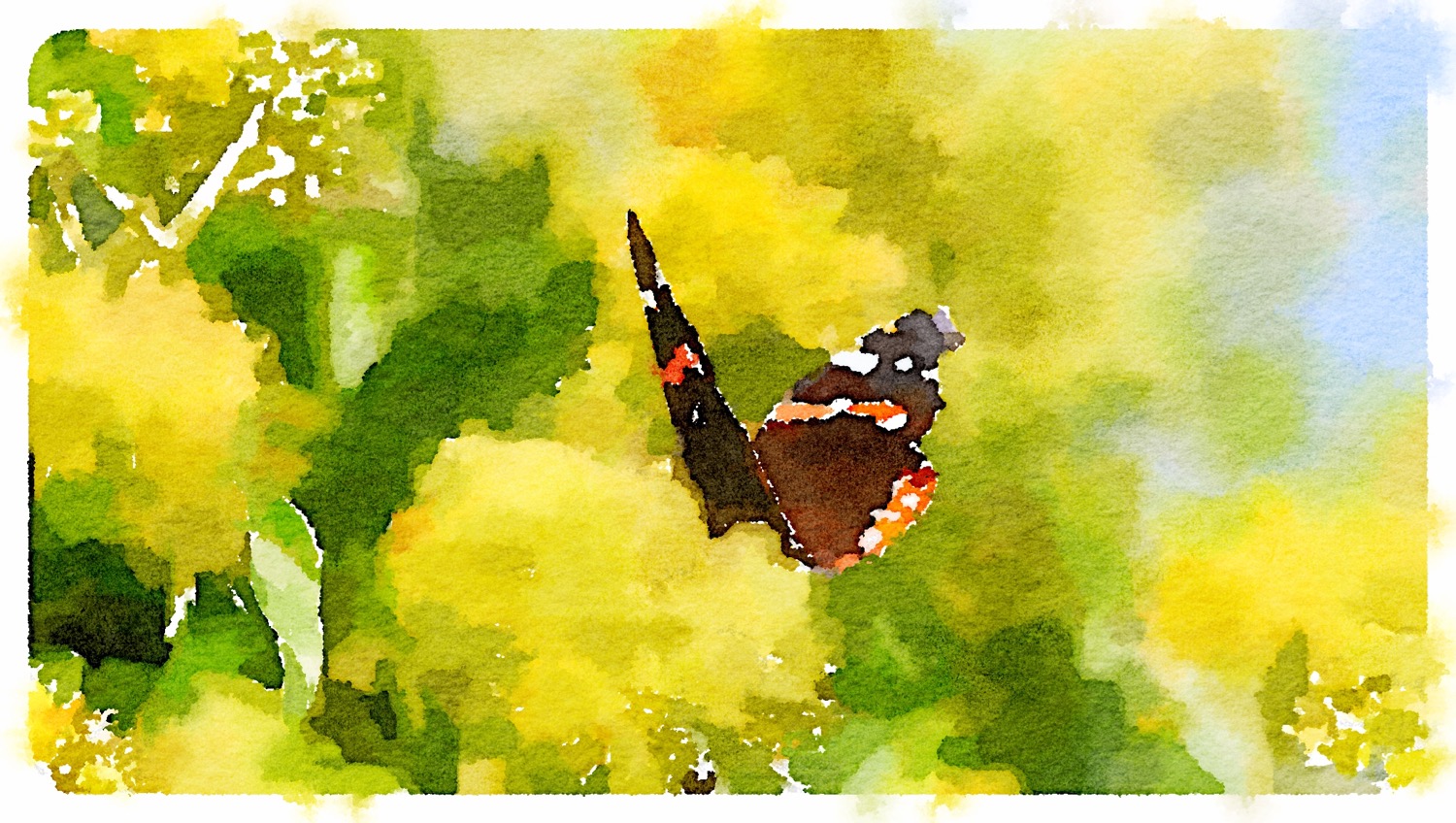 red admiral