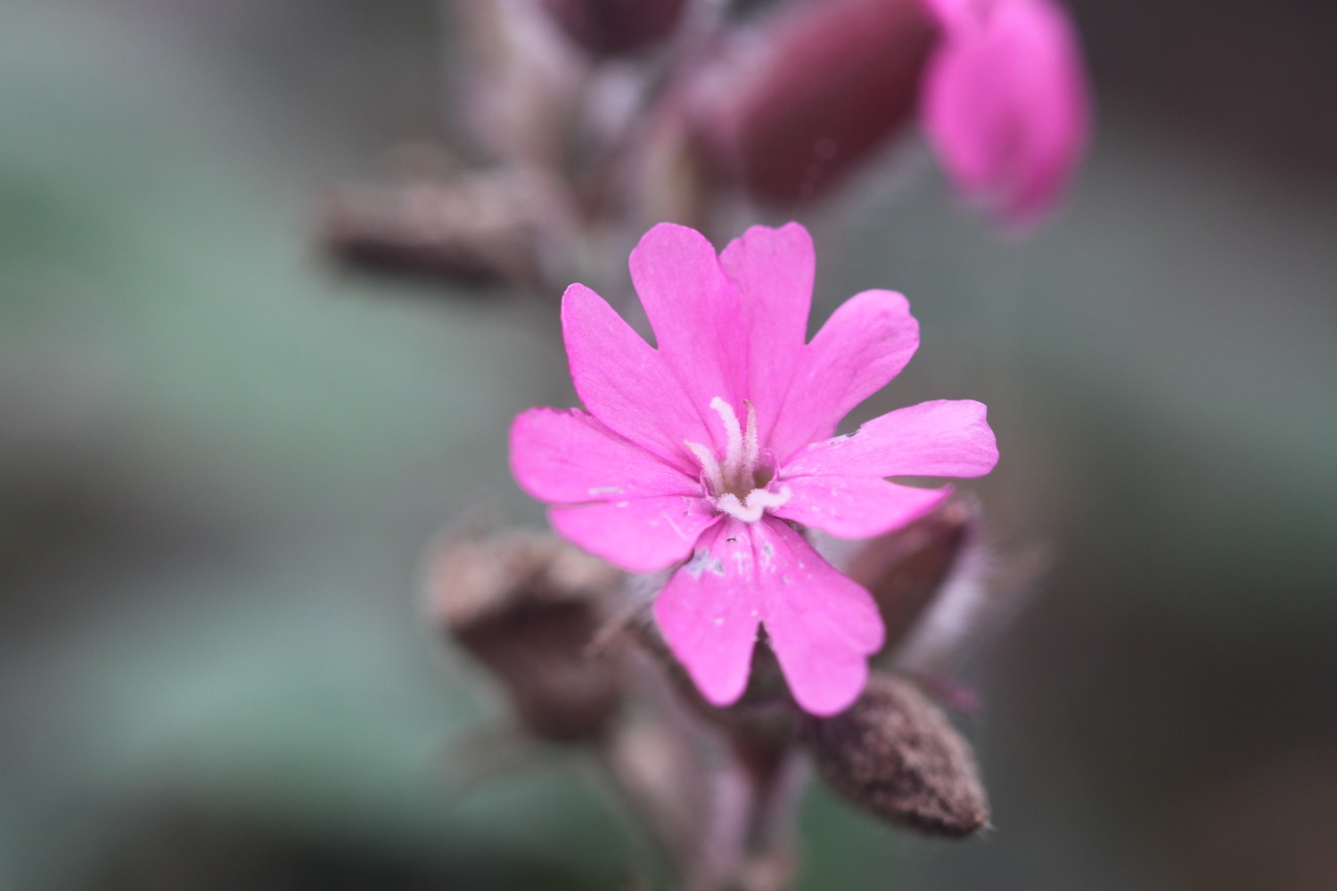 wildflowers 1.jpg