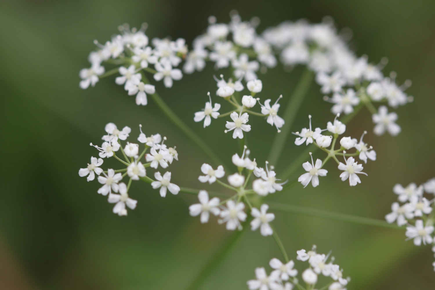 wildflowers 10.jpg