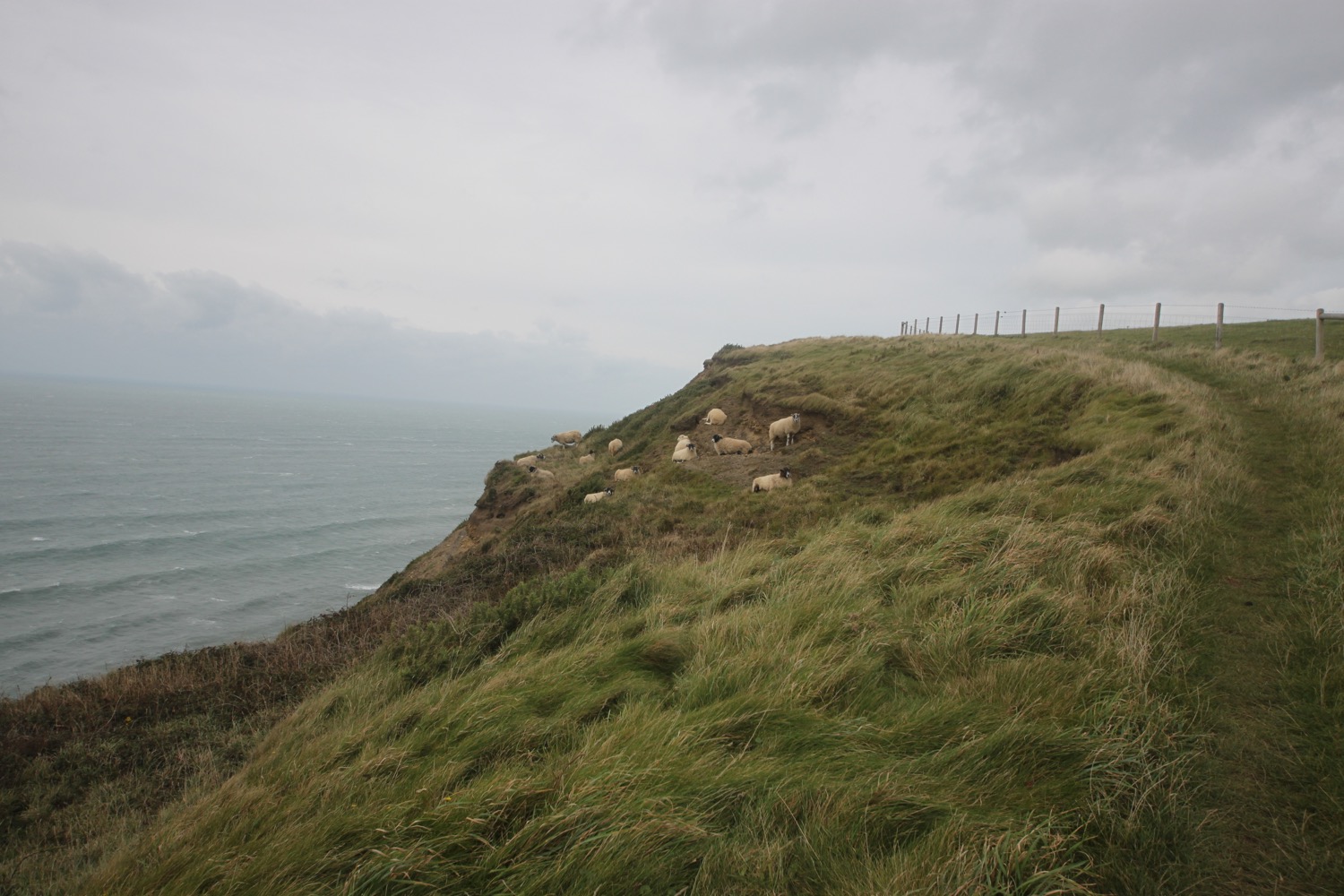 sheltering sheep