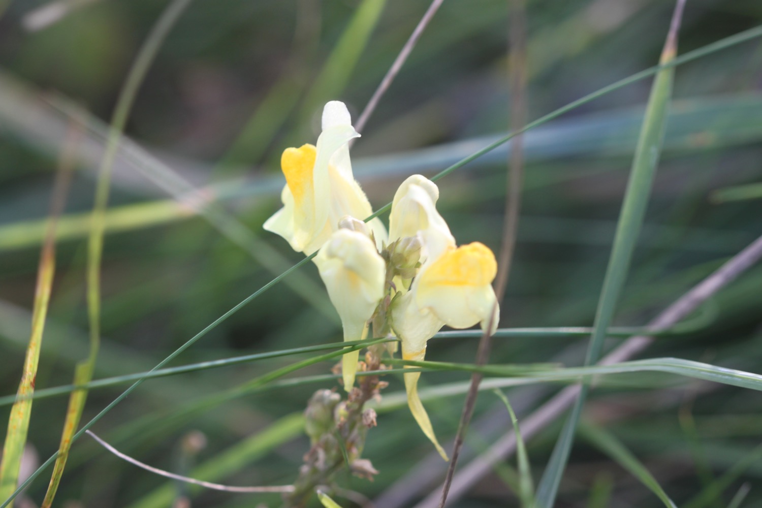 wildflowers 2.jpg